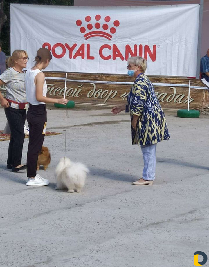 Выгул собак