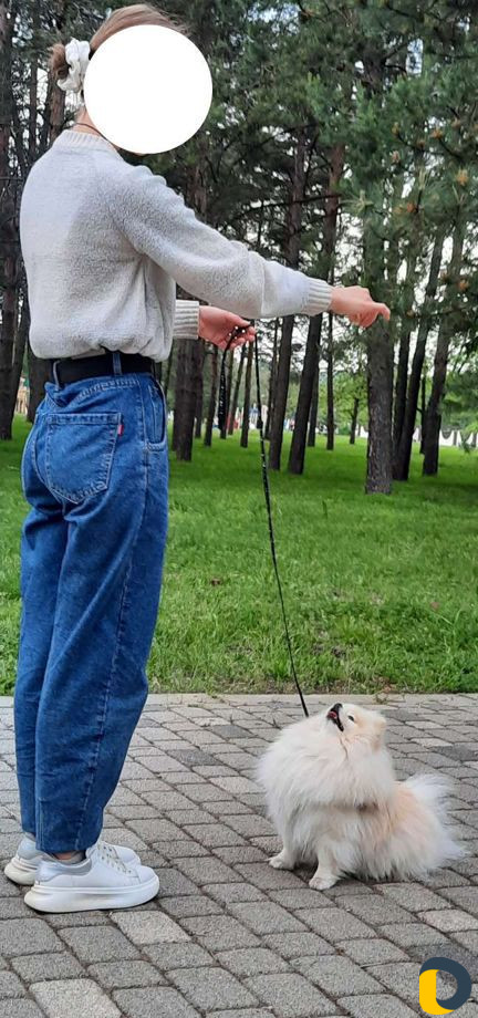 Выгул собак