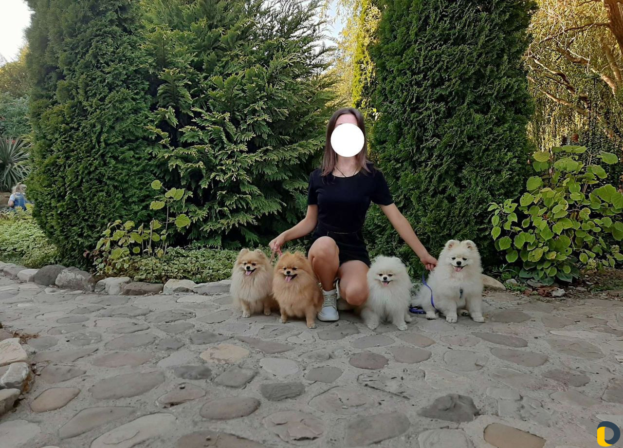 Выгул собак