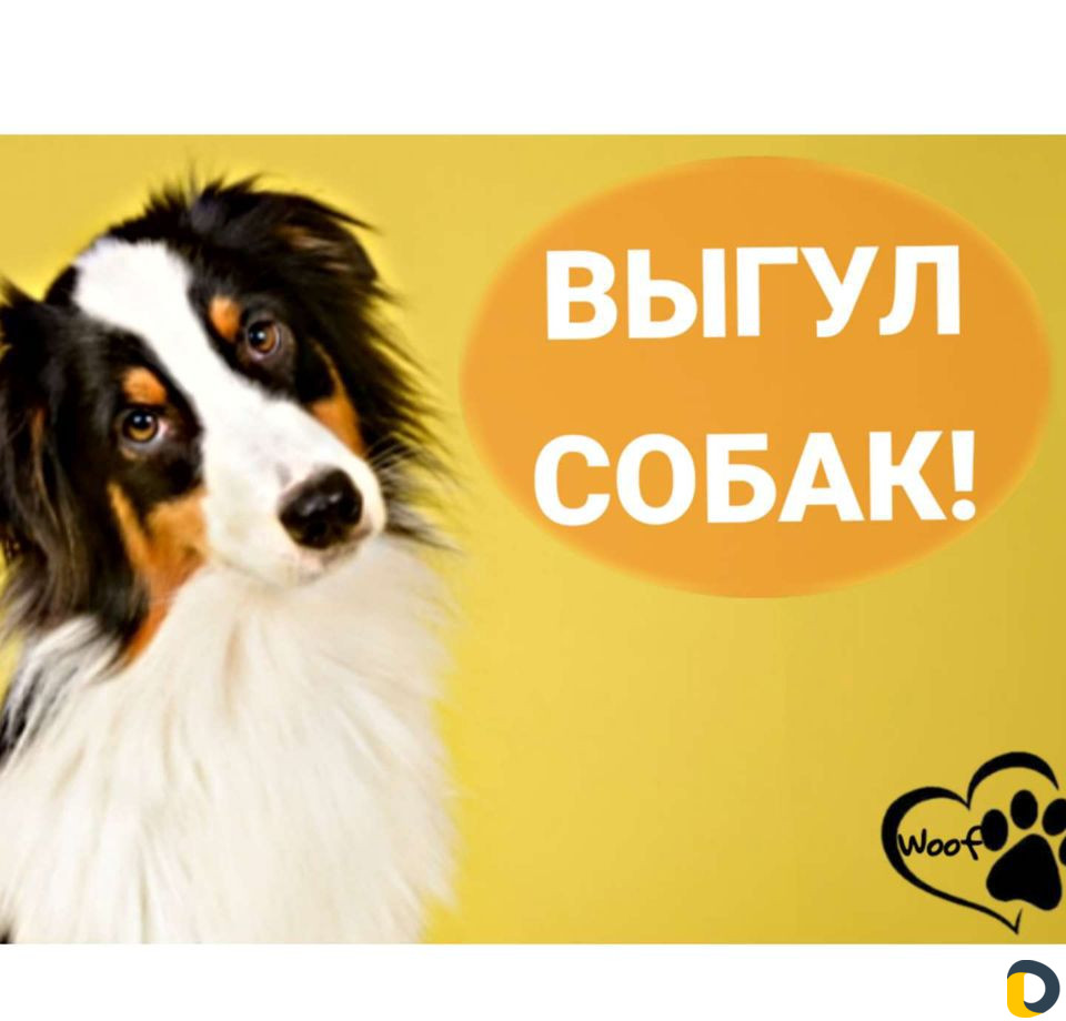 Выгул собак