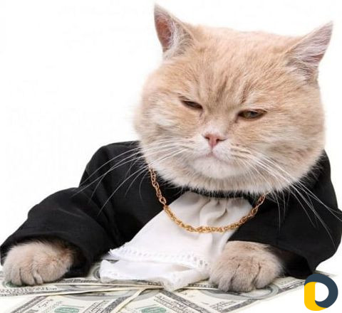 Выгул собаки