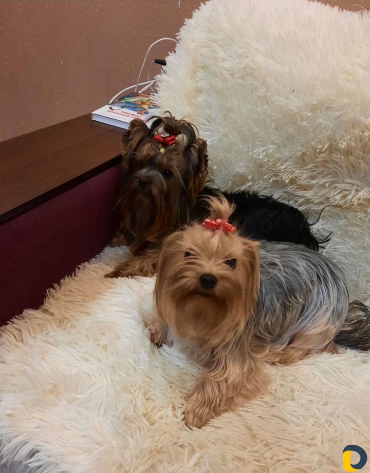 Выгул животных