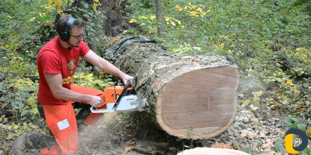 Вырубка деревьев Спил деревьев