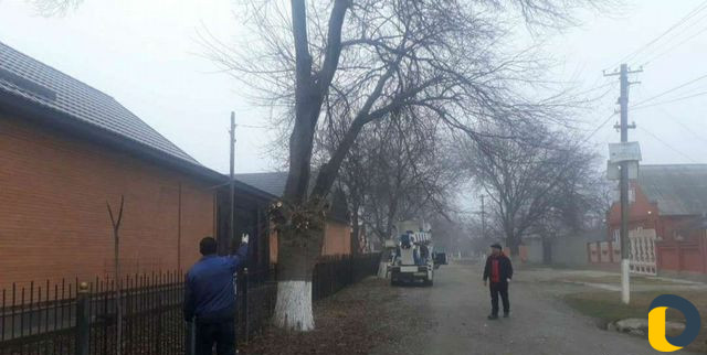 Вырубка деревьев