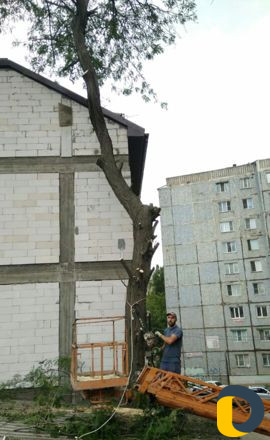 Вырубка деревьев