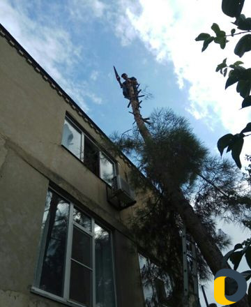 Вырубка деревьев