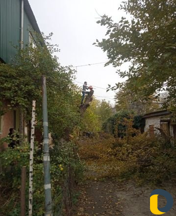 Вырубка деревьев