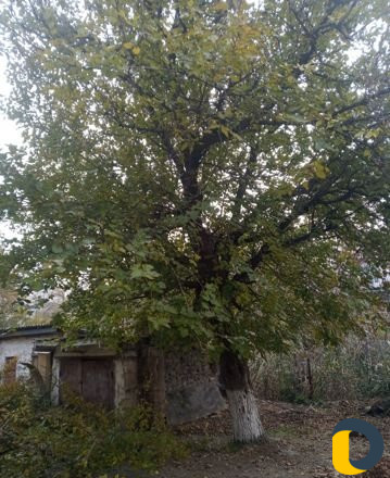 Вырубка деревьев