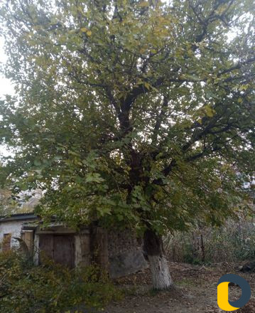 Вырубка деревьев