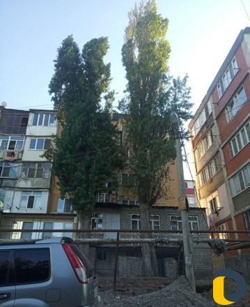 Вырубка деревьев