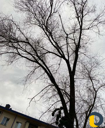 Вырубка деревьев