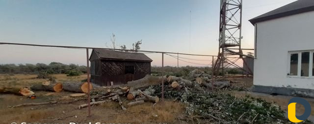 Вырубка деревьев. Вывоз. Махачкала. Каспийск