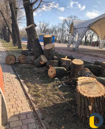 Вырубка деревьев. Вывоз