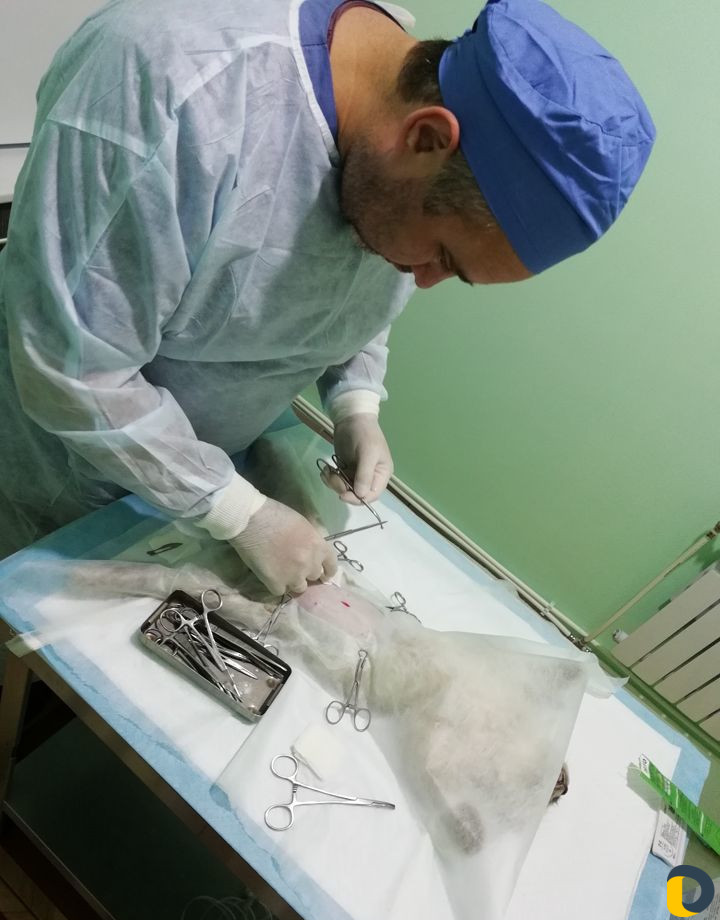 Вызов ветеринарного врача на дом