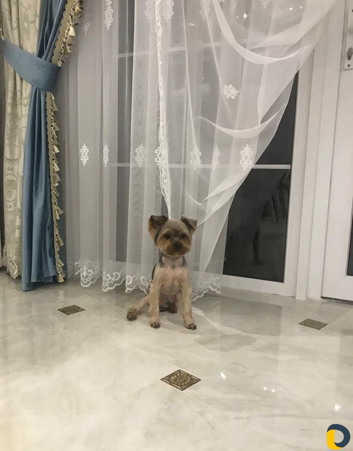 Йоркширский терьер вязка