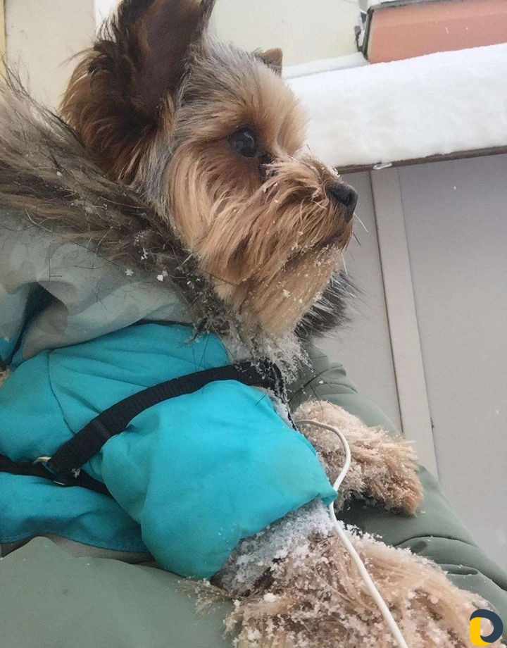Йоркширский терьер вязка
