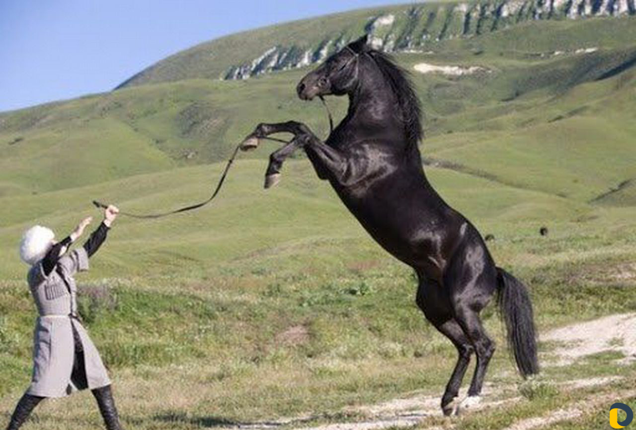 Заездка лошадей