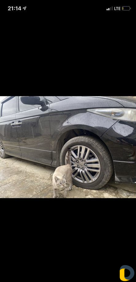 Заказ микроавтобуса vip и минивен Honda Elysion