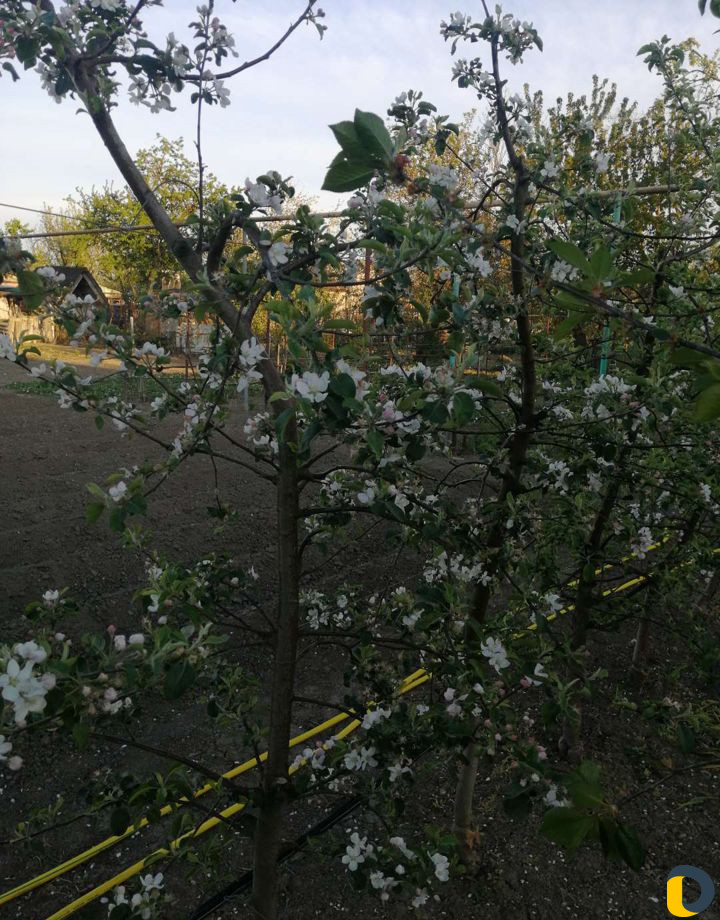 Закладка сада