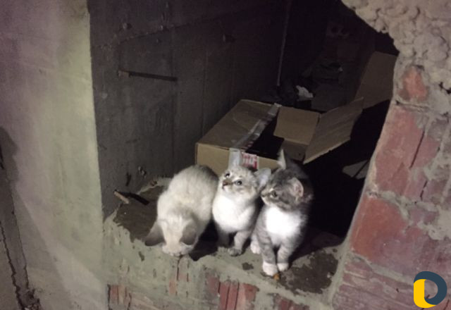 Животные