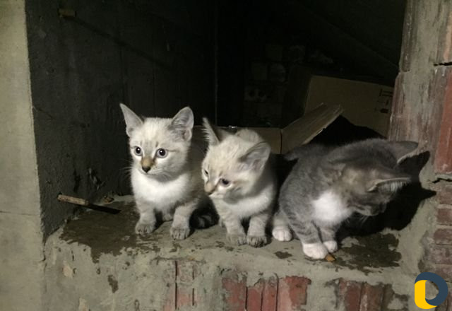 Животные