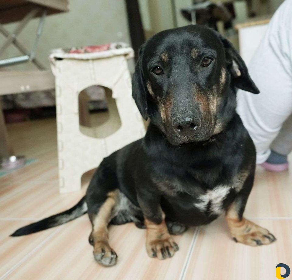 Зоогостиница, передержка кошек, собак, грызунов