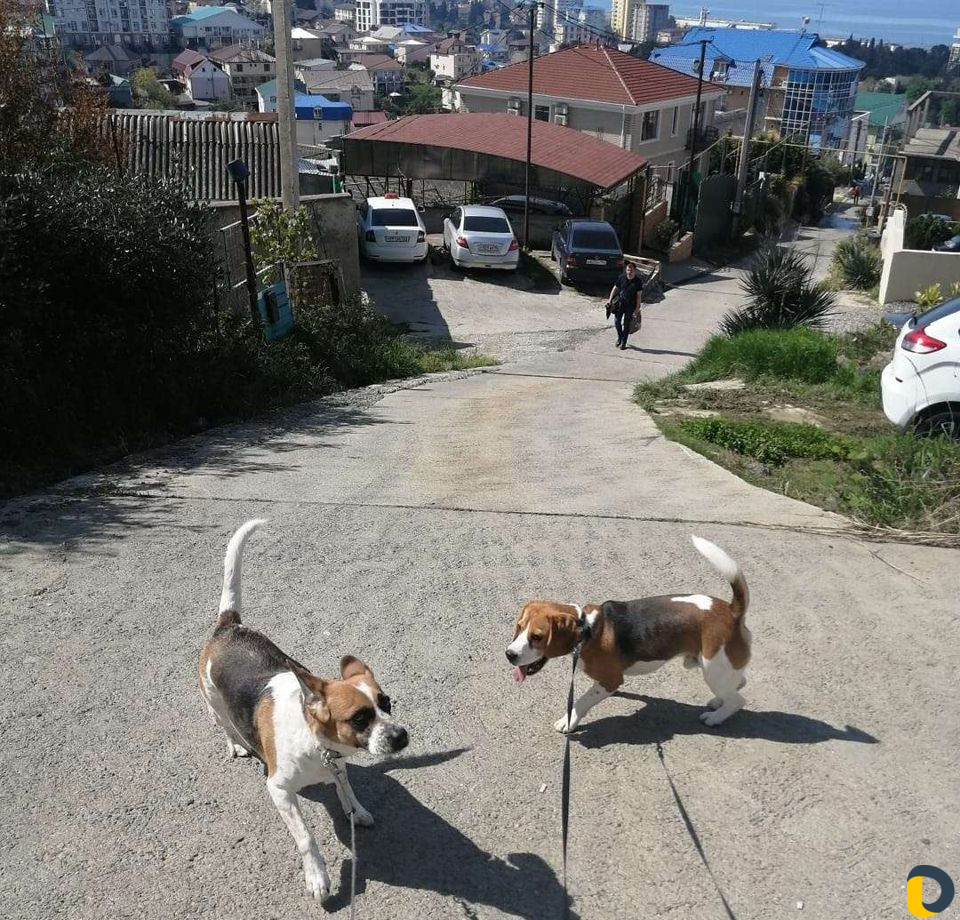 Зоогостиница, передержка кошек, собак, грызунов