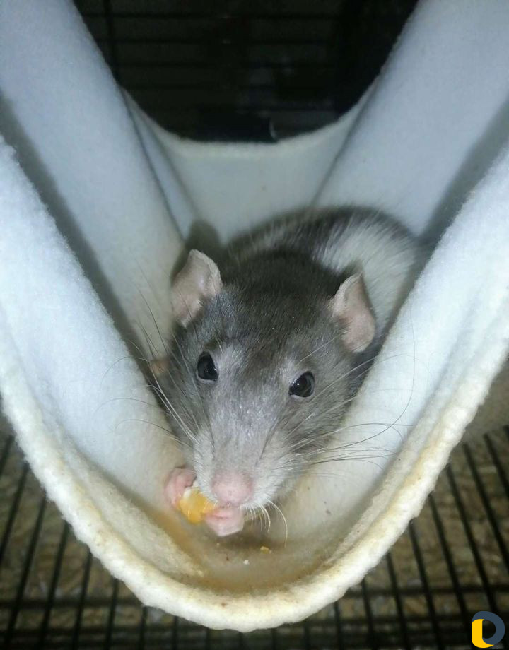 Зоогостиница, передержка кошек, собак, грызунов