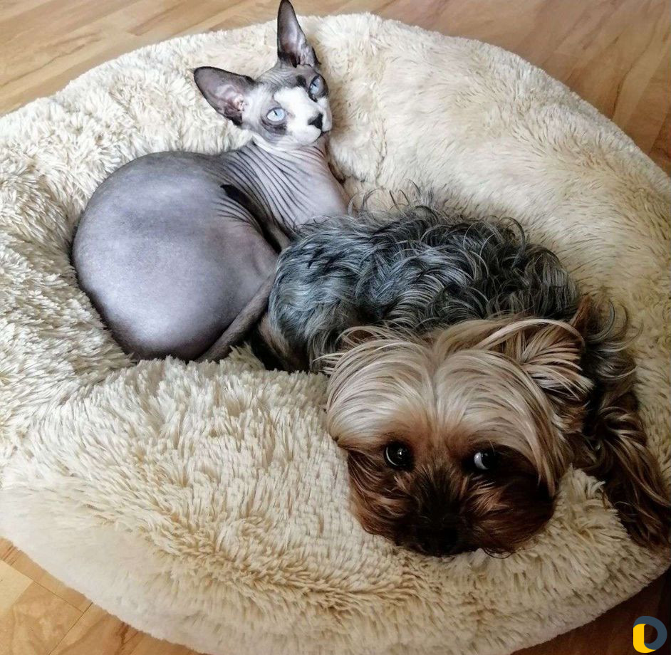 Зоогостиница, передержка кошек, собак, грызунов