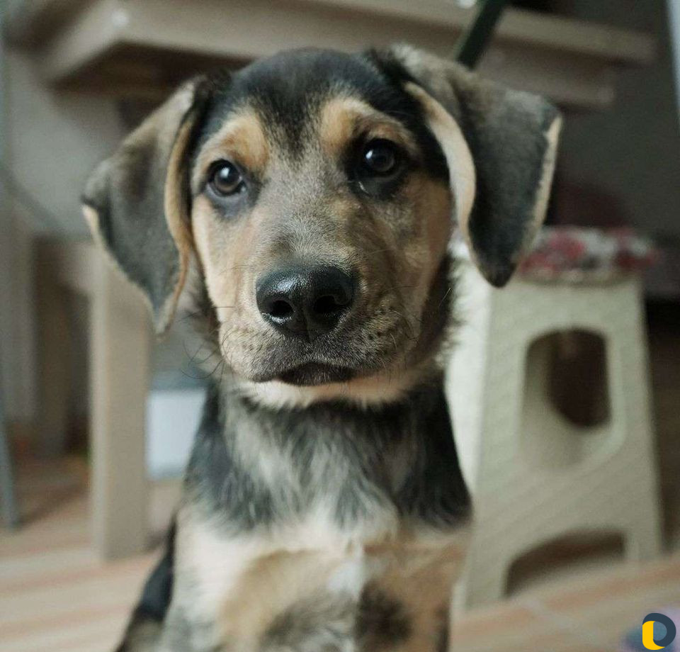 Зоогостиница, передержка кошек, собак, грызунов