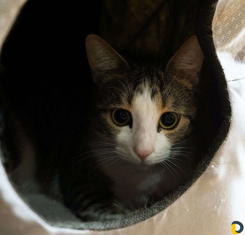 Зоогостиница, передержка кошек, собак, грызунов