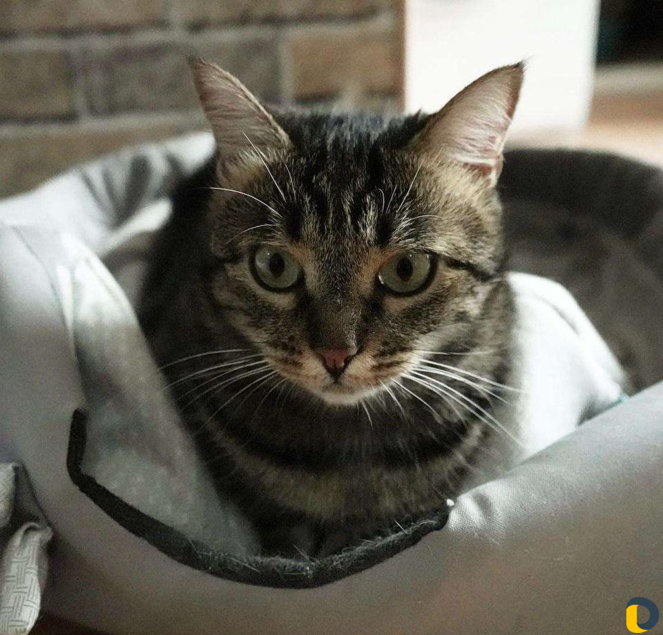 Зоогостиница, передержка кошек, собак, грызунов