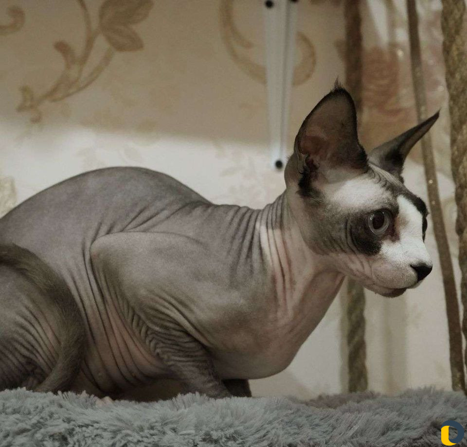 Зоогостиница, передержка кошек, собак, грызунов