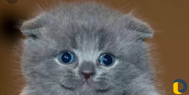 Зоогостиница