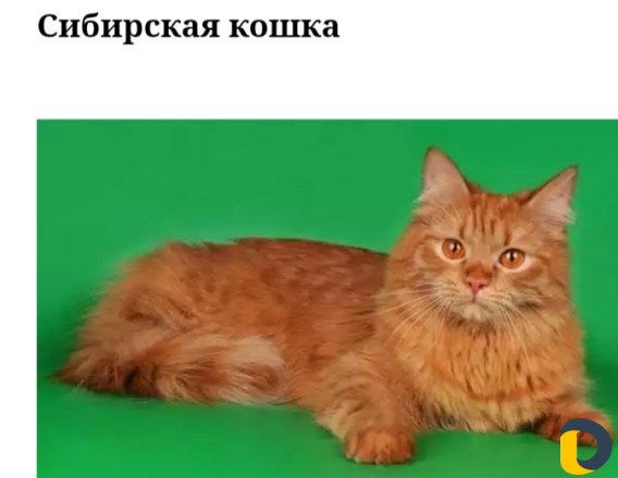 Зоогостиница